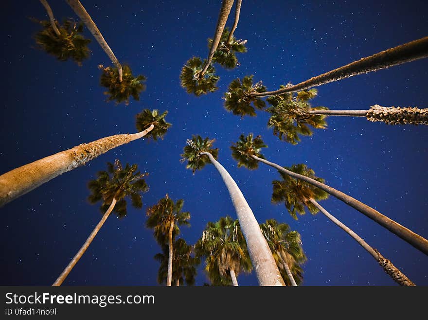 Palm Trees Under Blue Skies With Stars at Nigh Time