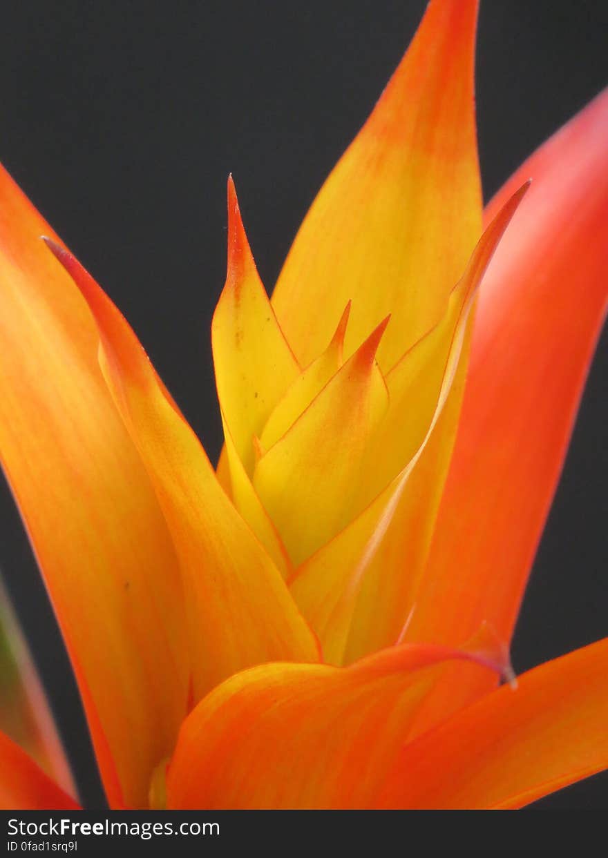 Orange and Yellow Petal Flower