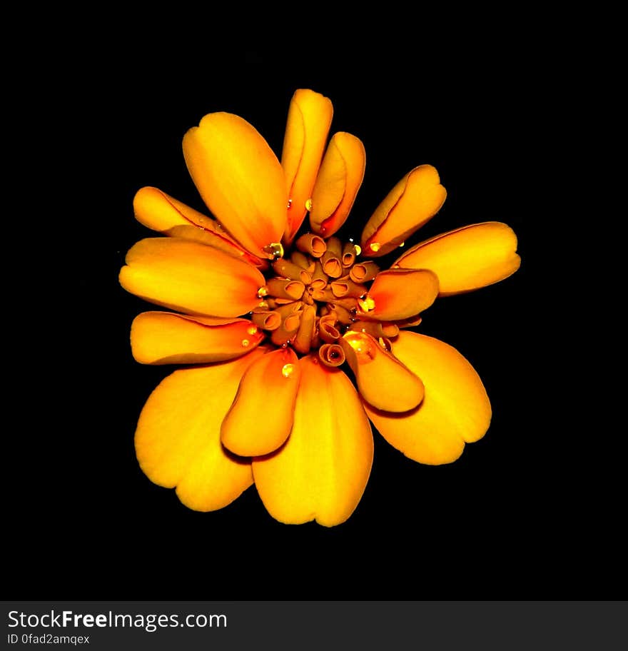 Orange and Yellow Petaled Flower Hd Photography