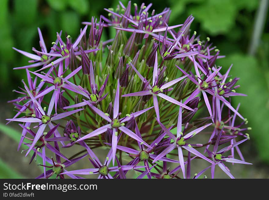 Purple Petaled Flower in Macro Photography