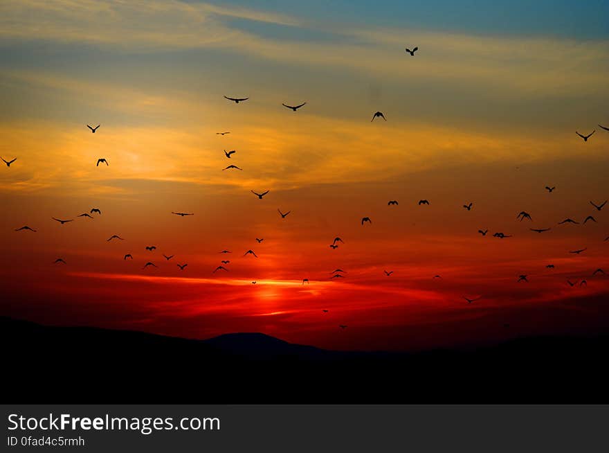 Flock of Birds Flying Above the Mountain during Sunset