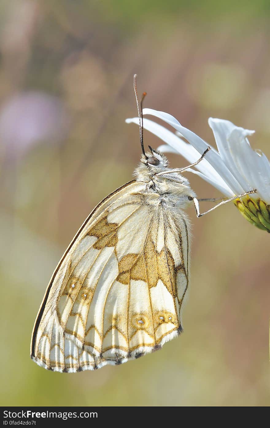 White and Brown Butterfly on White Flower