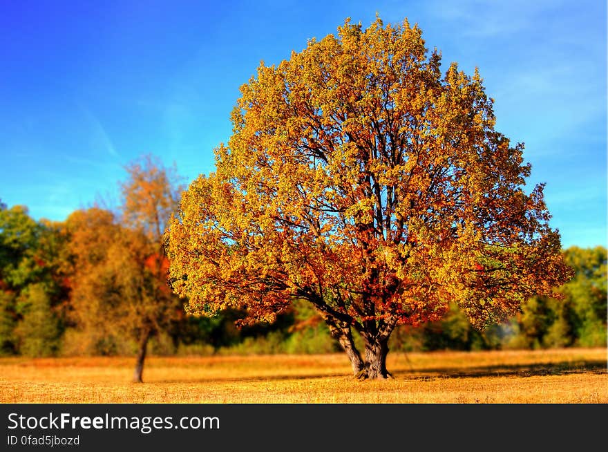 Yellow Leaf Trees