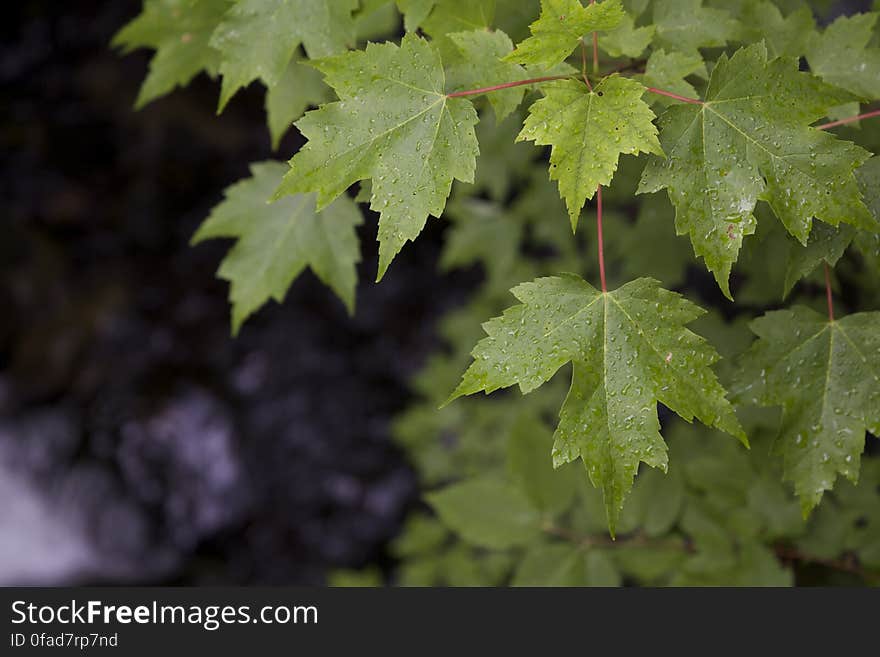 Green Leaf Plant