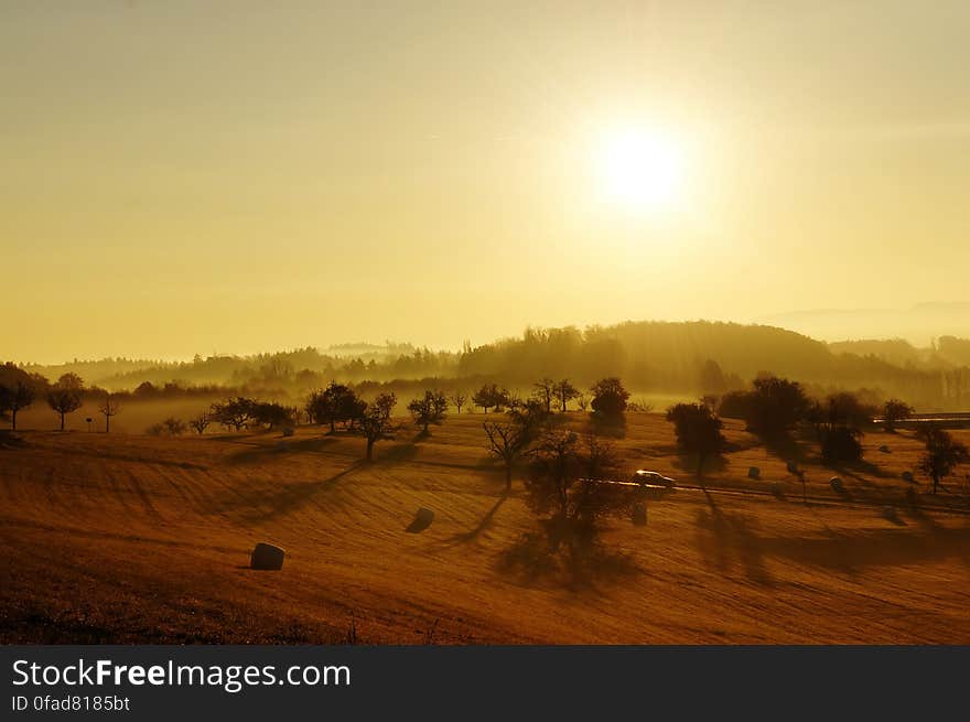 Brown Land and Green Trees