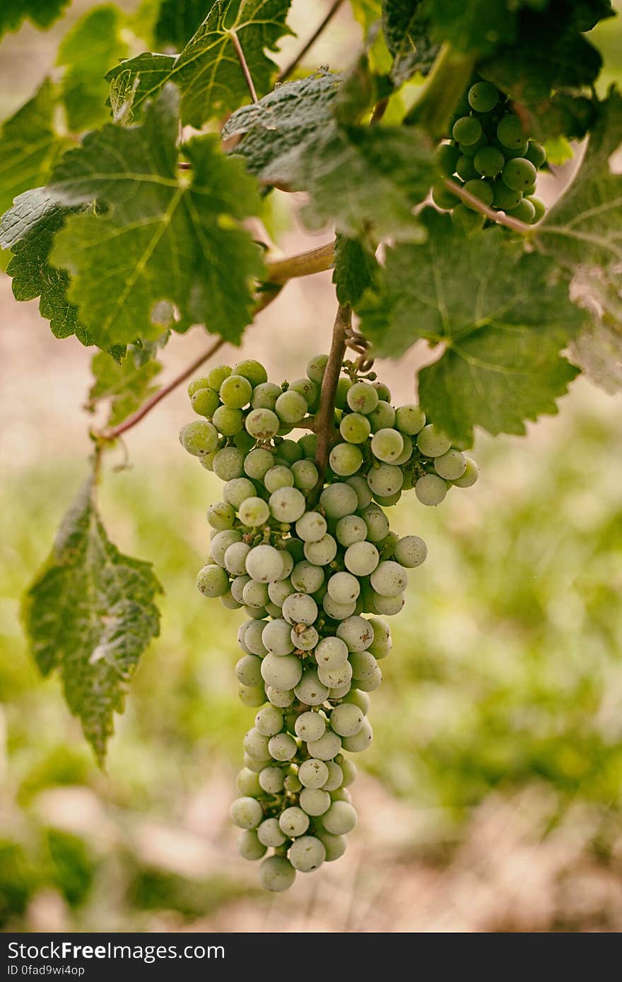 Close up of cluster of green grapes hanging on vine in sunny vineyard. Close up of cluster of green grapes hanging on vine in sunny vineyard.