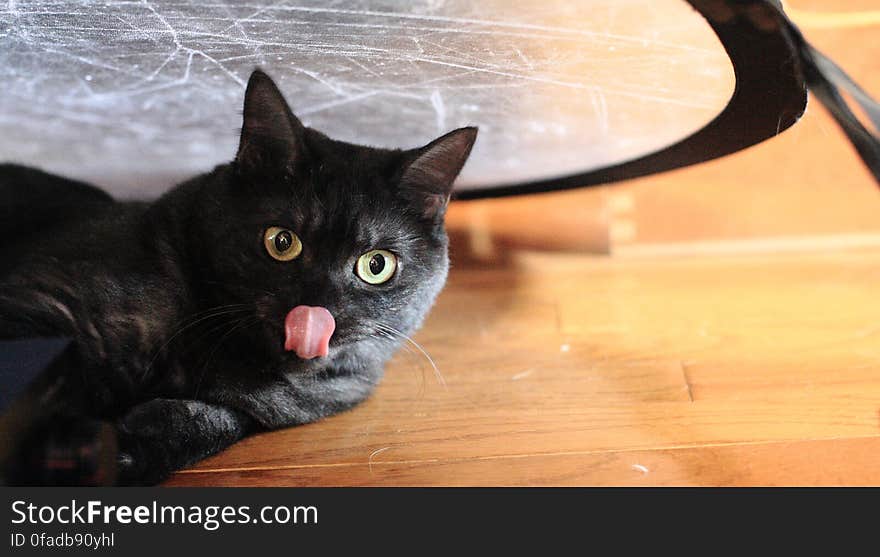 Black Cat Beside Brown Wooden Floor