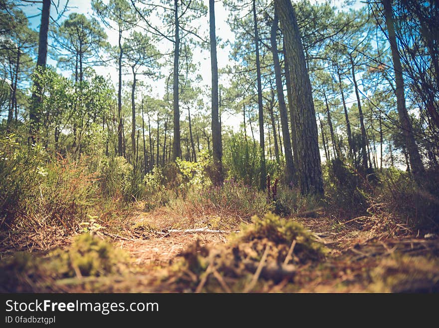 Trees and shrubs in sunny forest against blue skies. Trees and shrubs in sunny forest against blue skies.