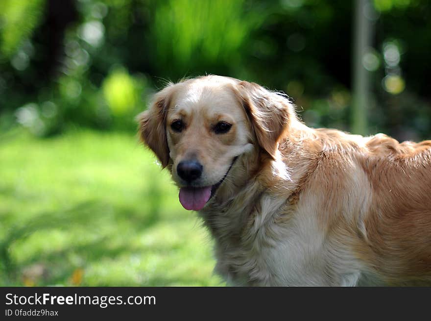 Tan White Short Coat Dog on Grassy Area during Daytime