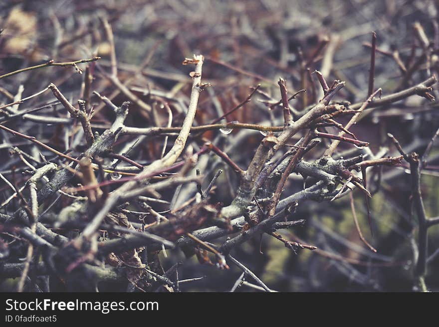 Twigs in a Forest