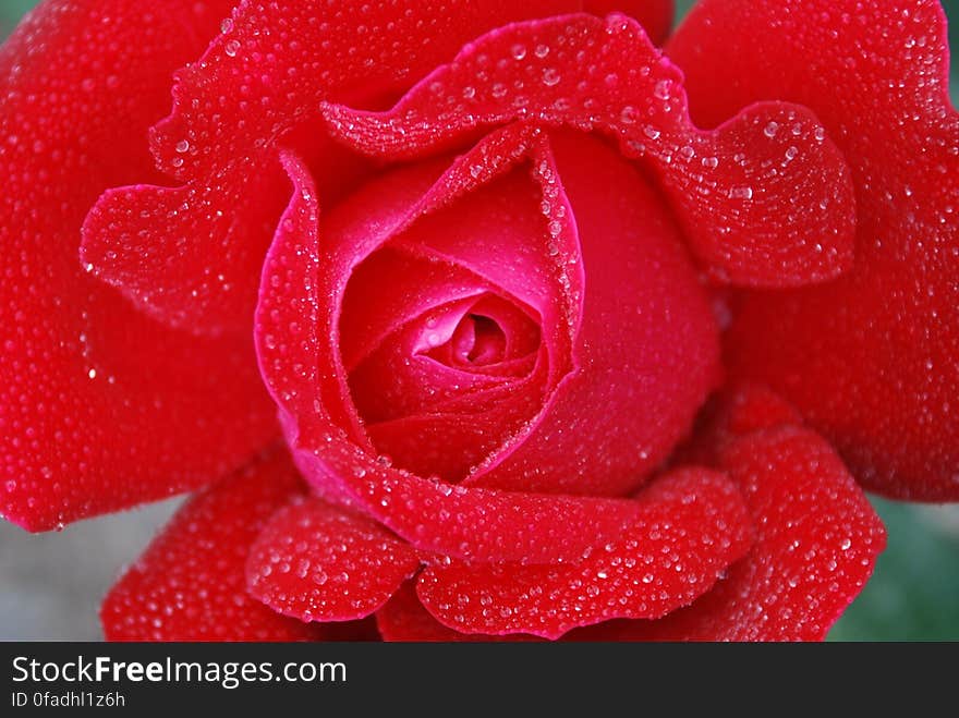 Red Rose With Clear Drop Waters