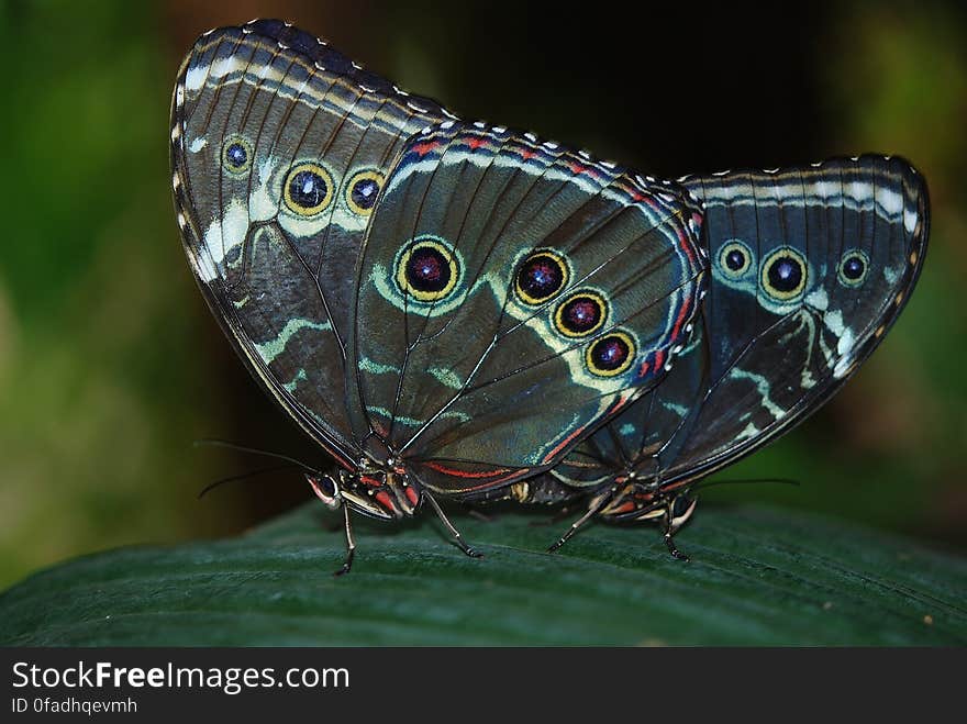 Shallow Focus Photography of Black Monarch Butterfly Perched on Green Leaf