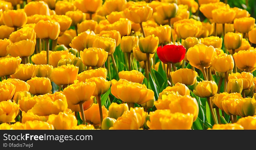 Yellow Petaled Flowers With One Red Petaled Flower Mixed in