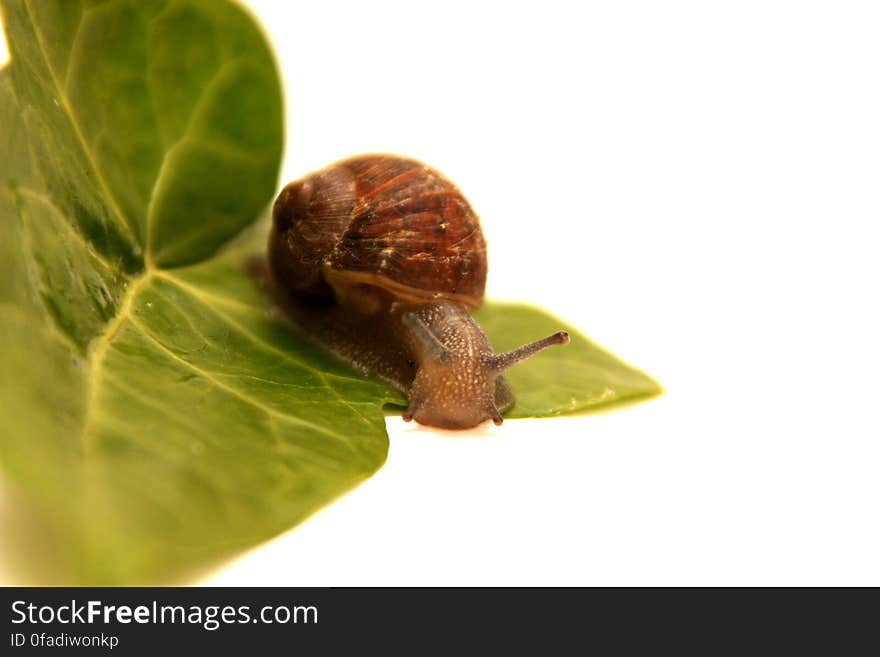 Macro Photo of Brown Snail on Leaf