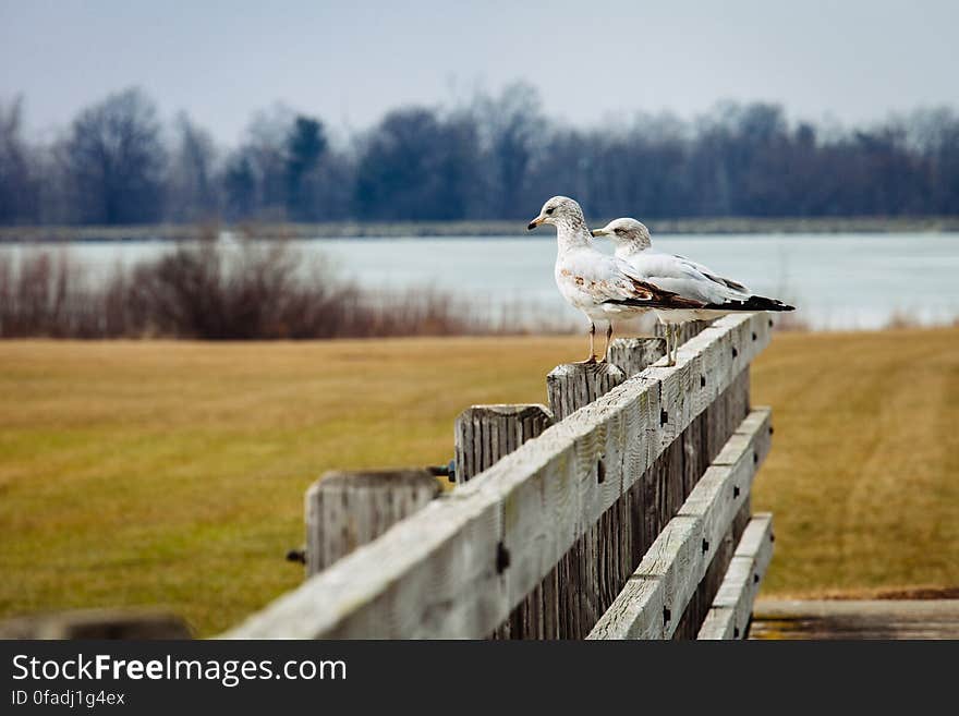 2 Birds in Brown Wooden Fence Near Lake during Day Time