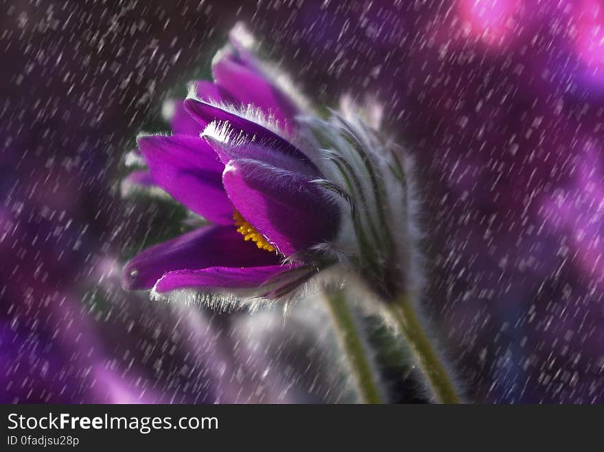 Purple Petaled Flower