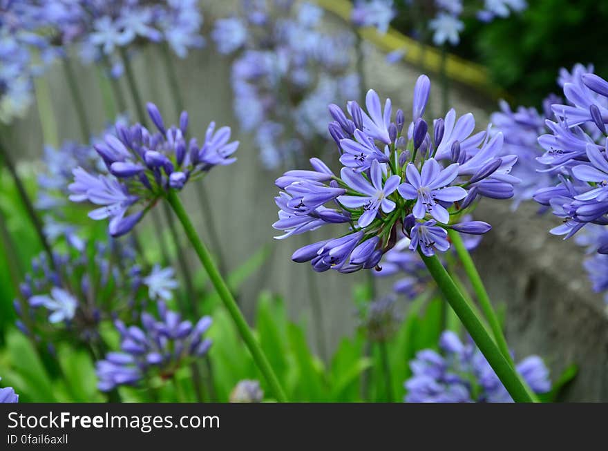 Purple Petaled Flowers