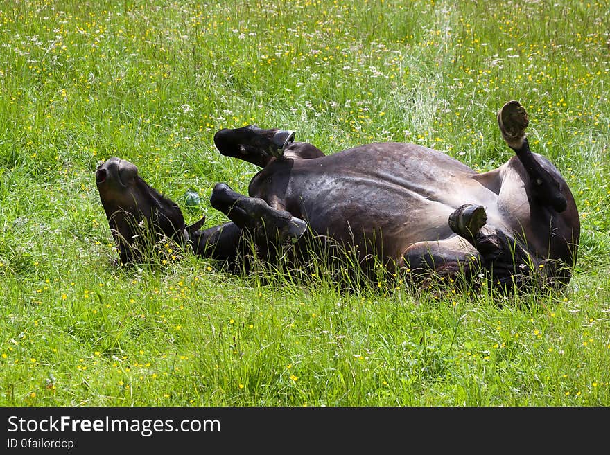 Black Horse Lying on Green Field