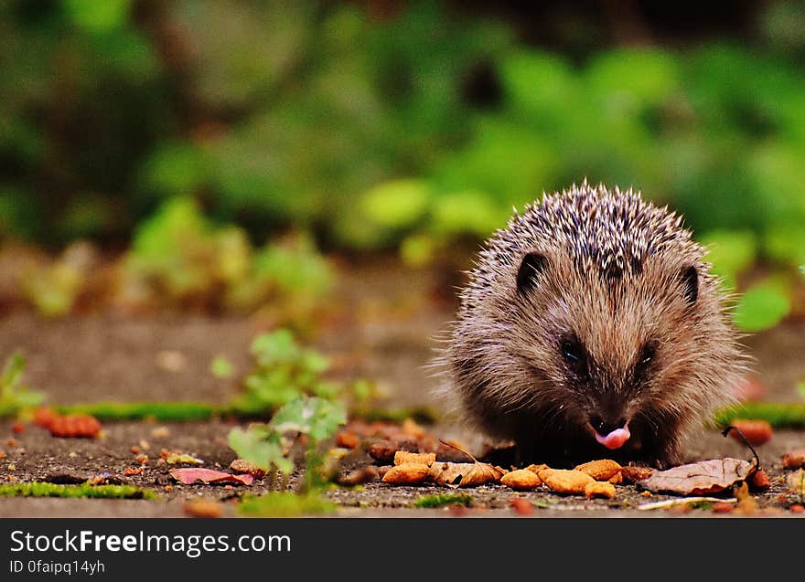 Tilt Shift Photography of Brown and Gray Hedgehog