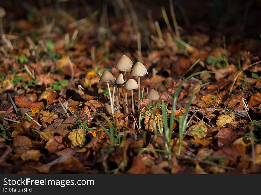 Close up of mushrooms growing in dried leaves in sunshine. Close up of mushrooms growing in dried leaves in sunshine.