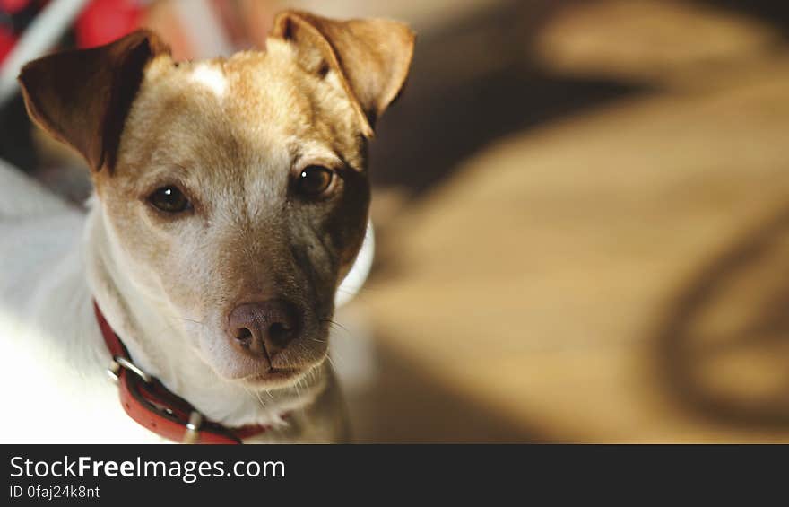 Close-up Portrait of Dog