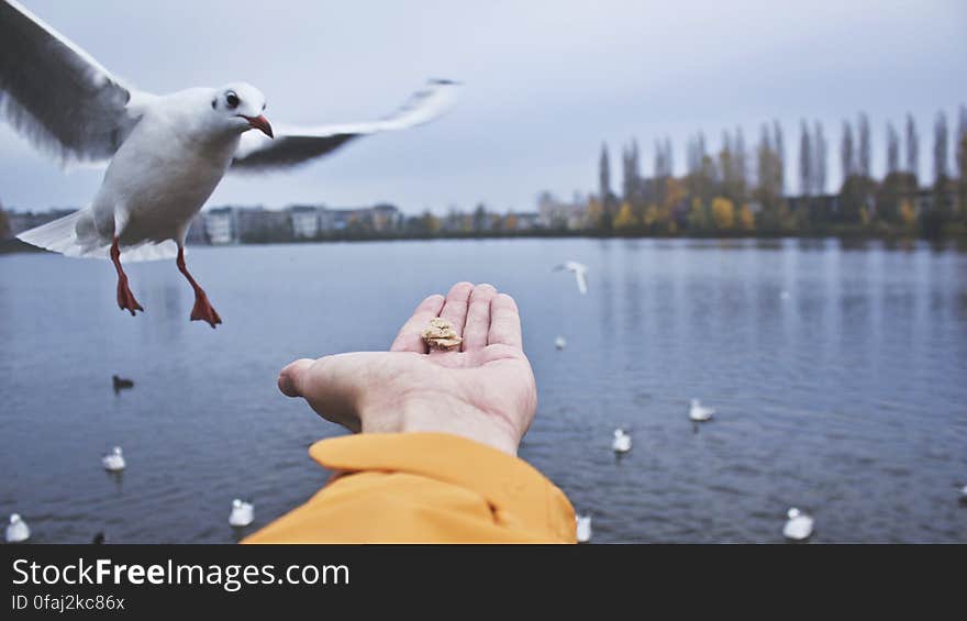 Close-up of Seagull