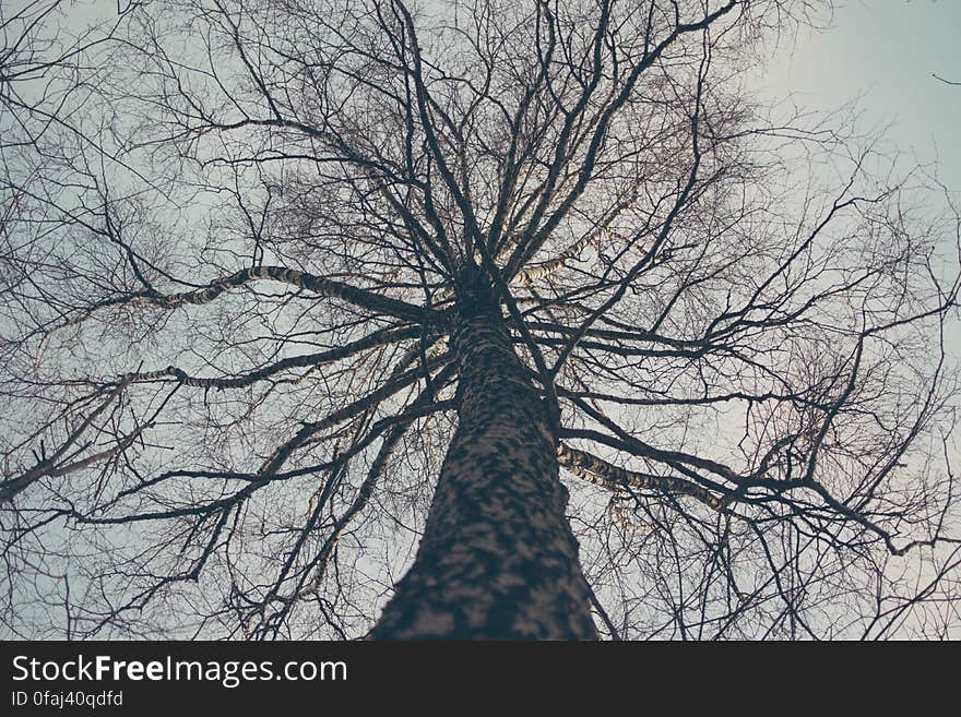 Low Angle View of Bare Tree Against Sky