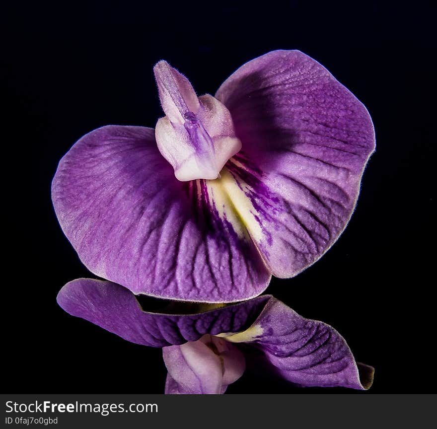 Purple and White Orchid in Shallow Focus Lens