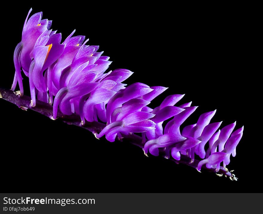 Purple Orchid Flowers