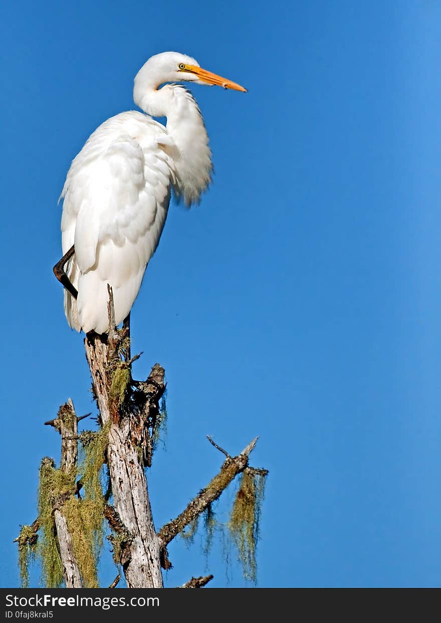 White Bird Perching on Brown Tree Trunk during Daytime