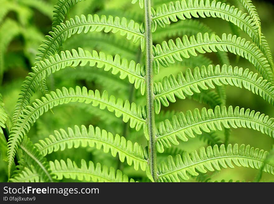 Green Fern