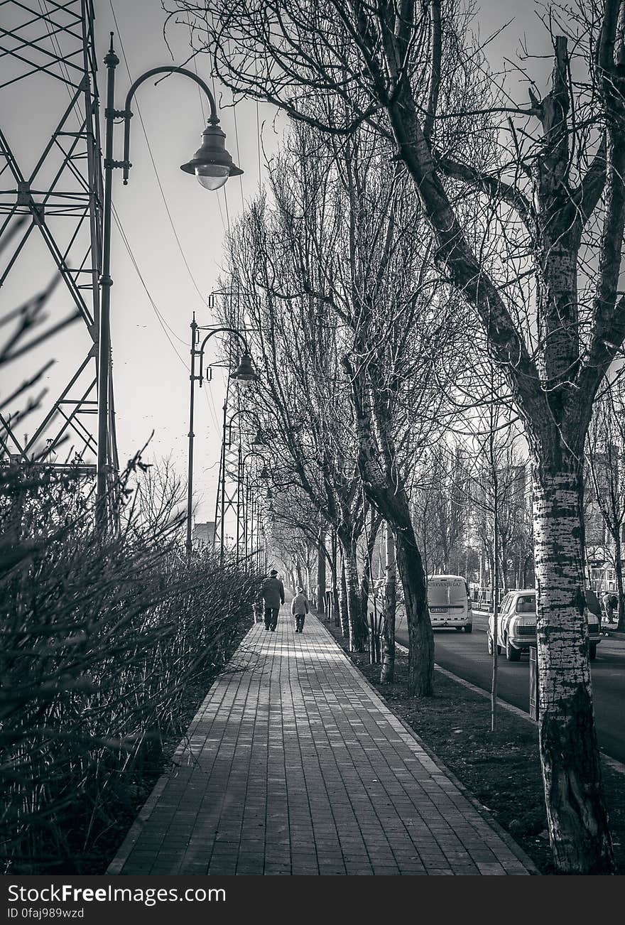 Monochrome lock block (or cobbled) pedestrian walk way and trees in Winter alongside a main road with cars and buses approaching. Monochrome lock block (or cobbled) pedestrian walk way and trees in Winter alongside a main road with cars and buses approaching.