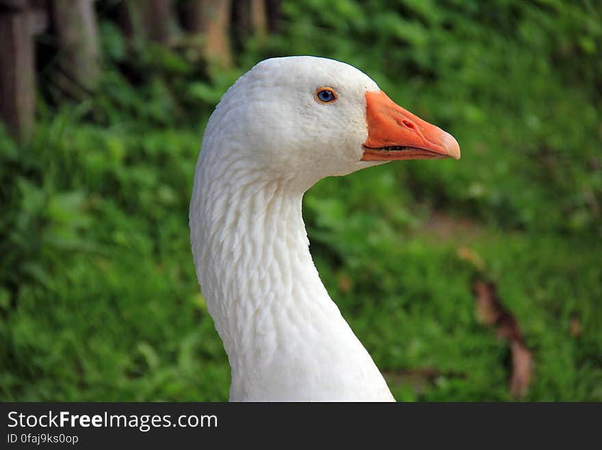 White and Orange Goose