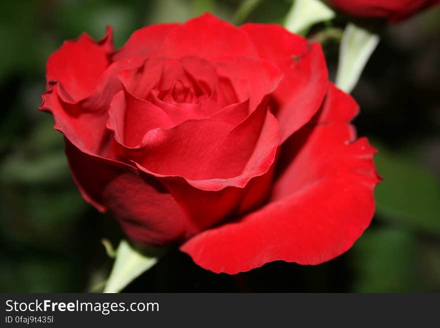 Red Rose in Close Up Photography