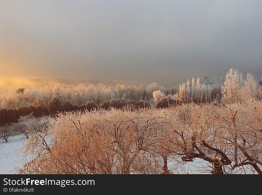 Frozen morning