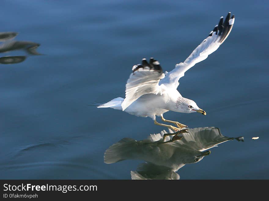 Seagull