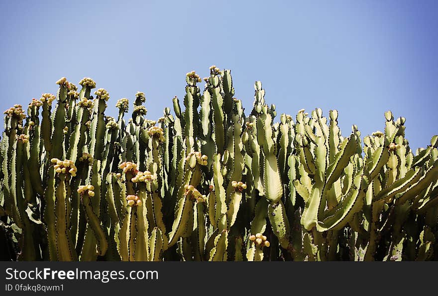 Cactus