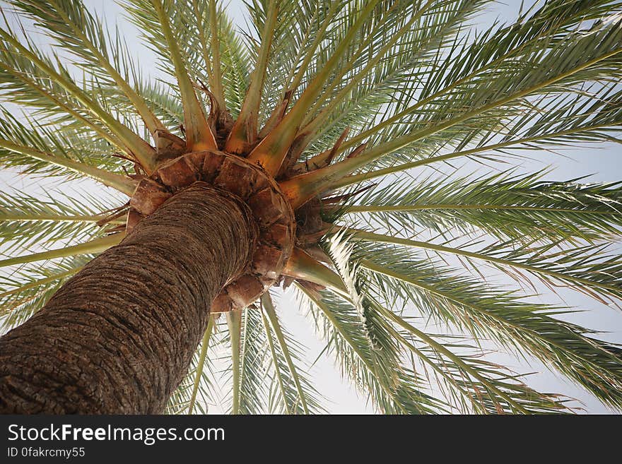 Palm tree