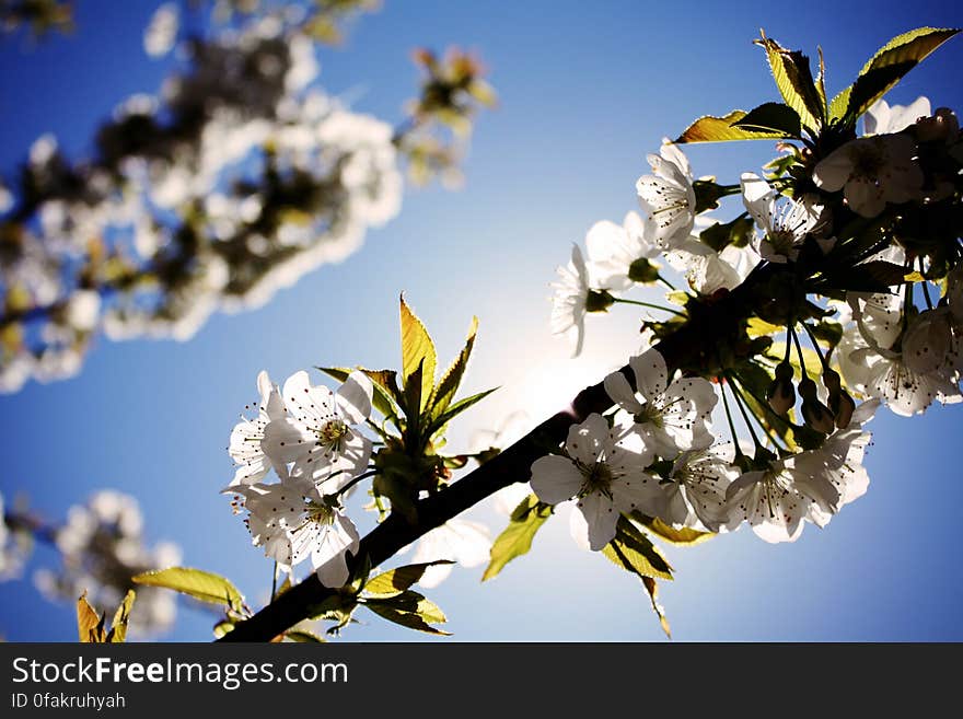 Cherry tree