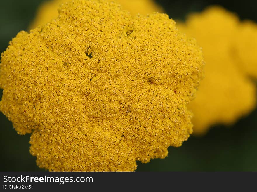 Yellow flowers