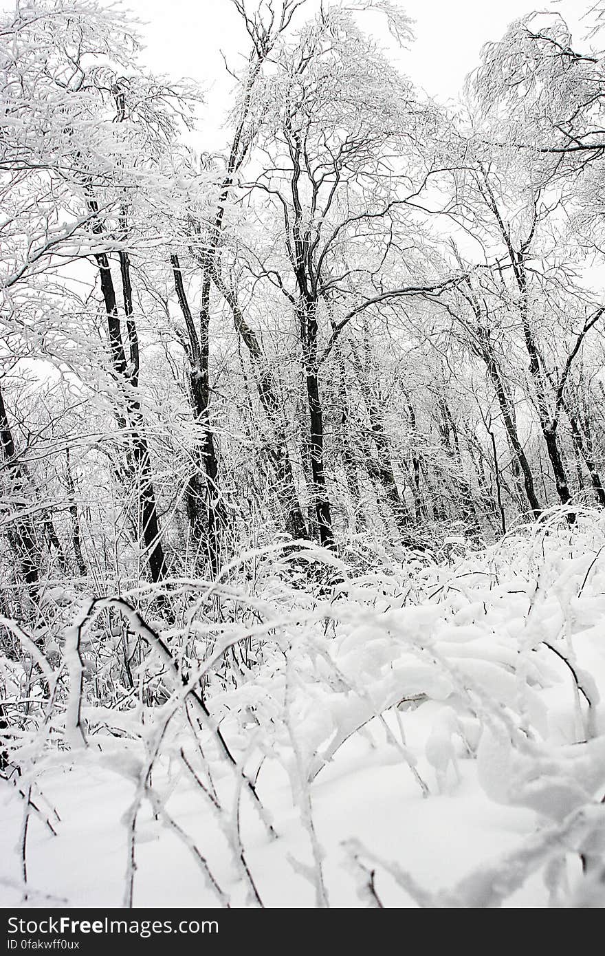 Frozen forest