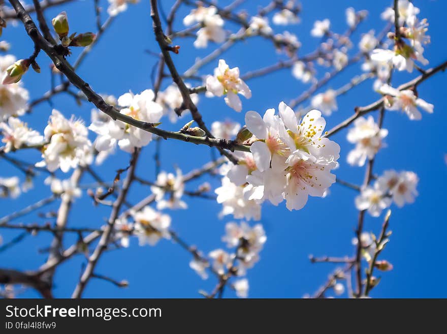 Almond Blossom