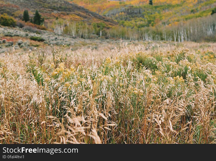 Tall grass