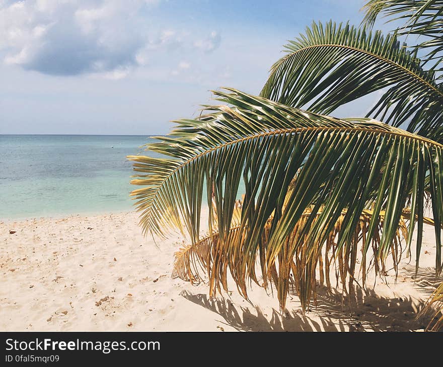 Palm