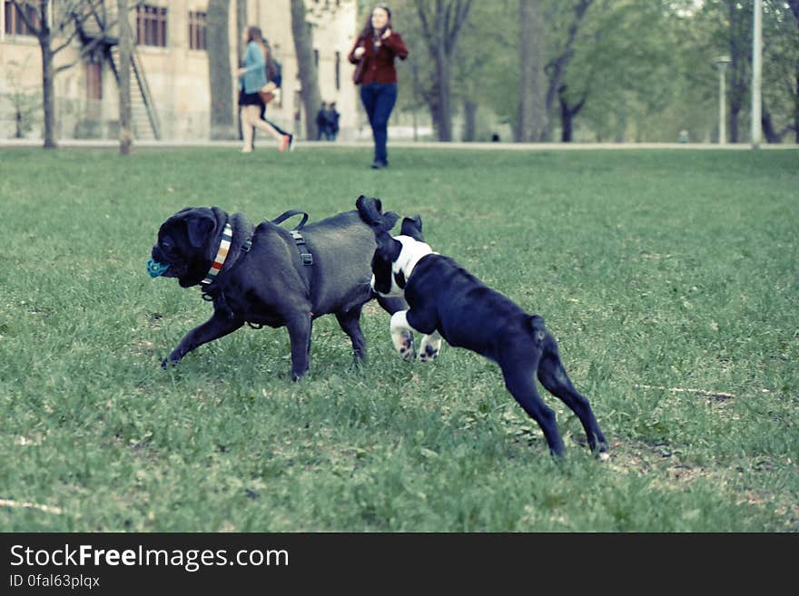 Dogs