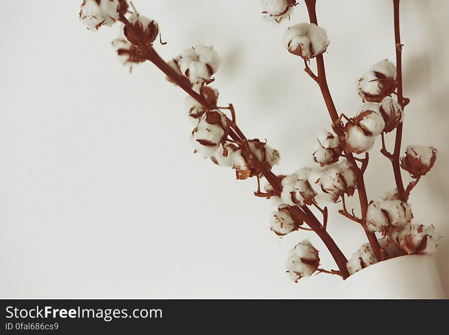 Cotton