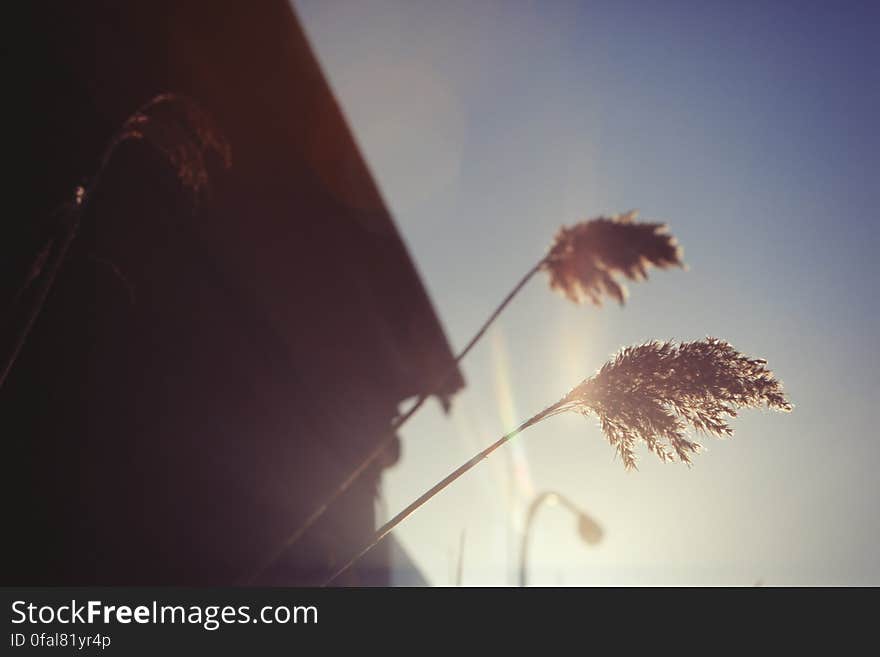 Plants