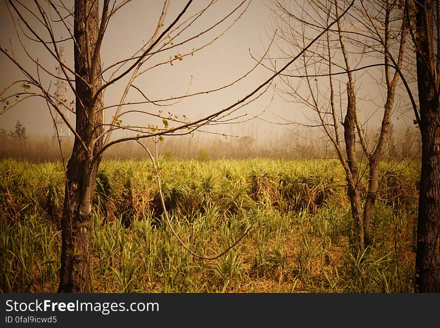 Fields