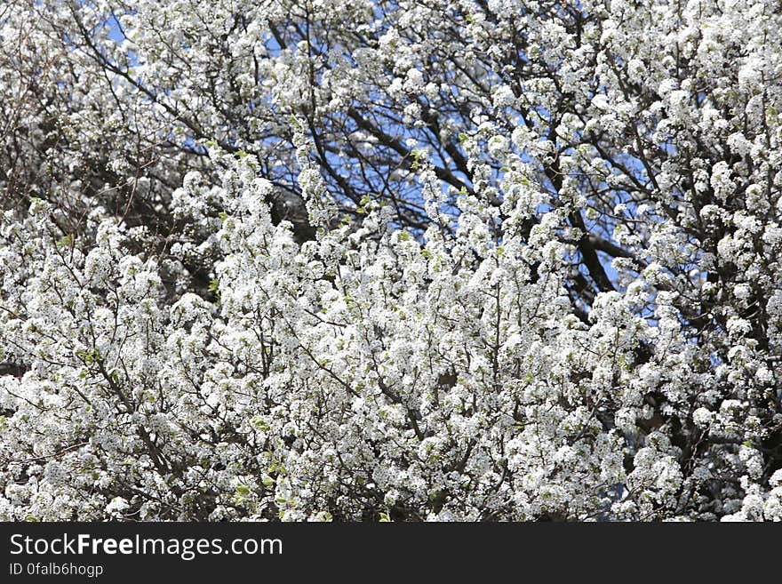 Cherry tree