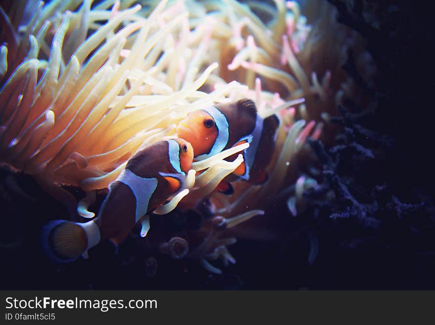 Clownfish